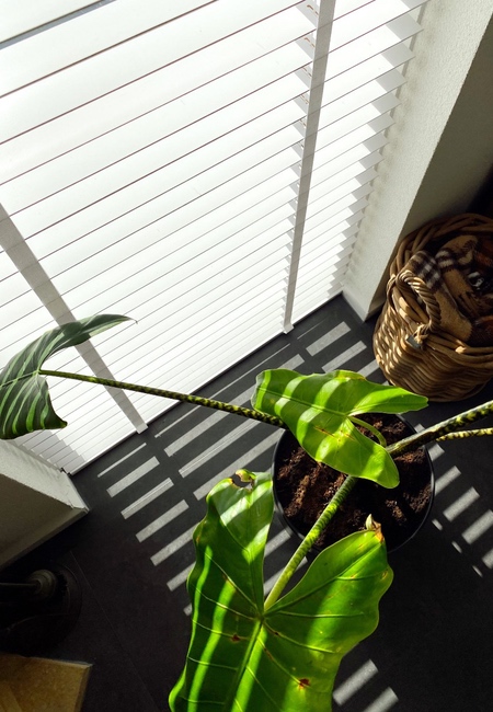 houten jaloezieën inkorten