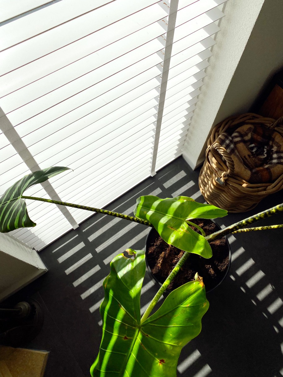 arielle danique houten jaloezie slim